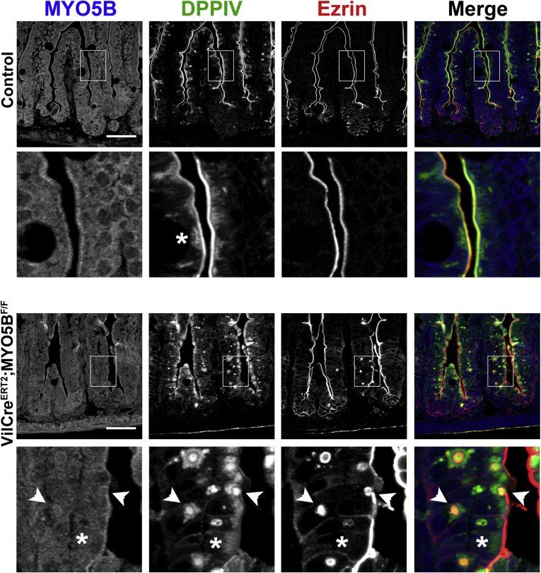 Figure 21