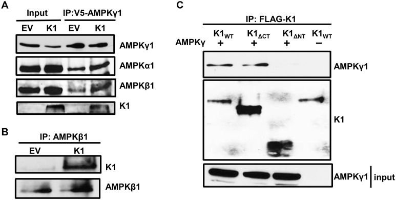 Fig 5