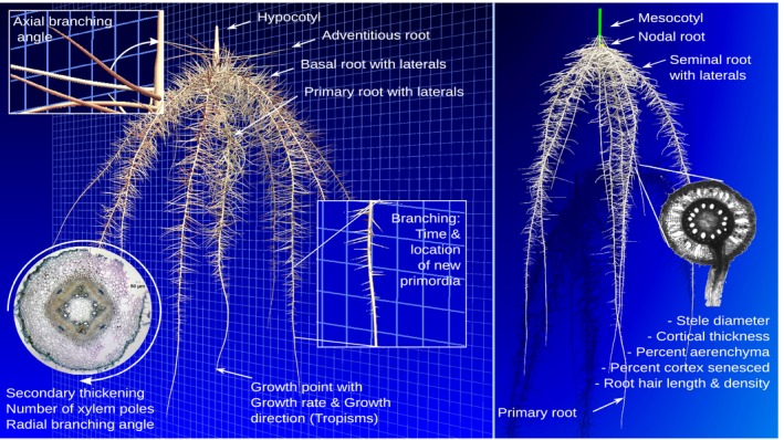 Figure 2