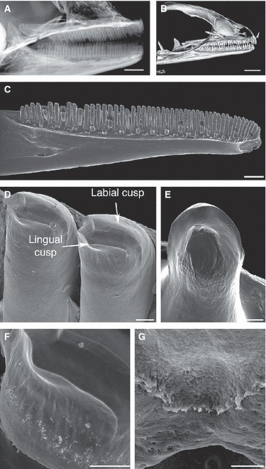 Fig. 9