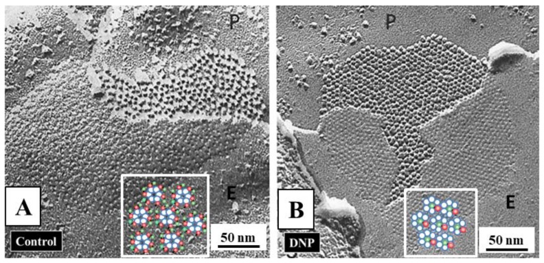 Figure 21