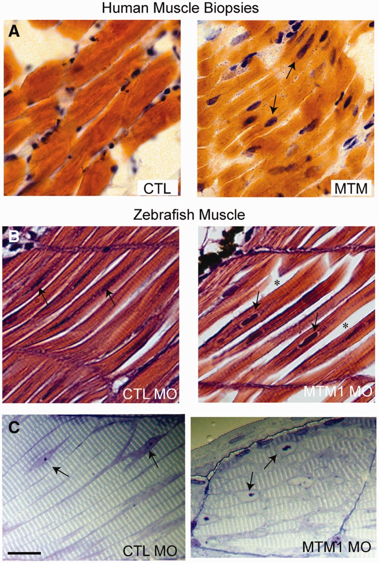 FIGURE 3