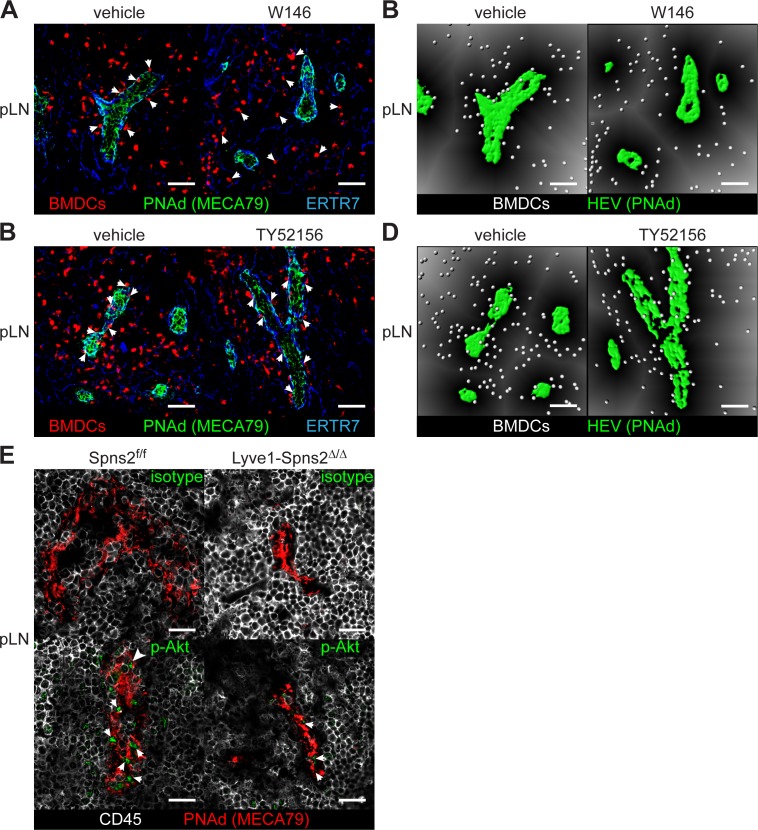 Figure 5—figure supplement 1.