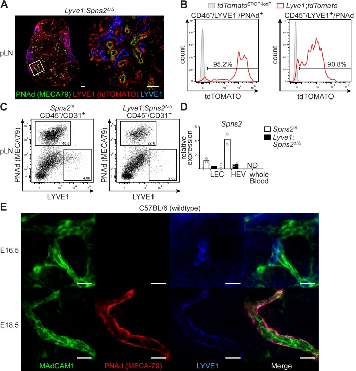 Figure 2—figure supplement 1.