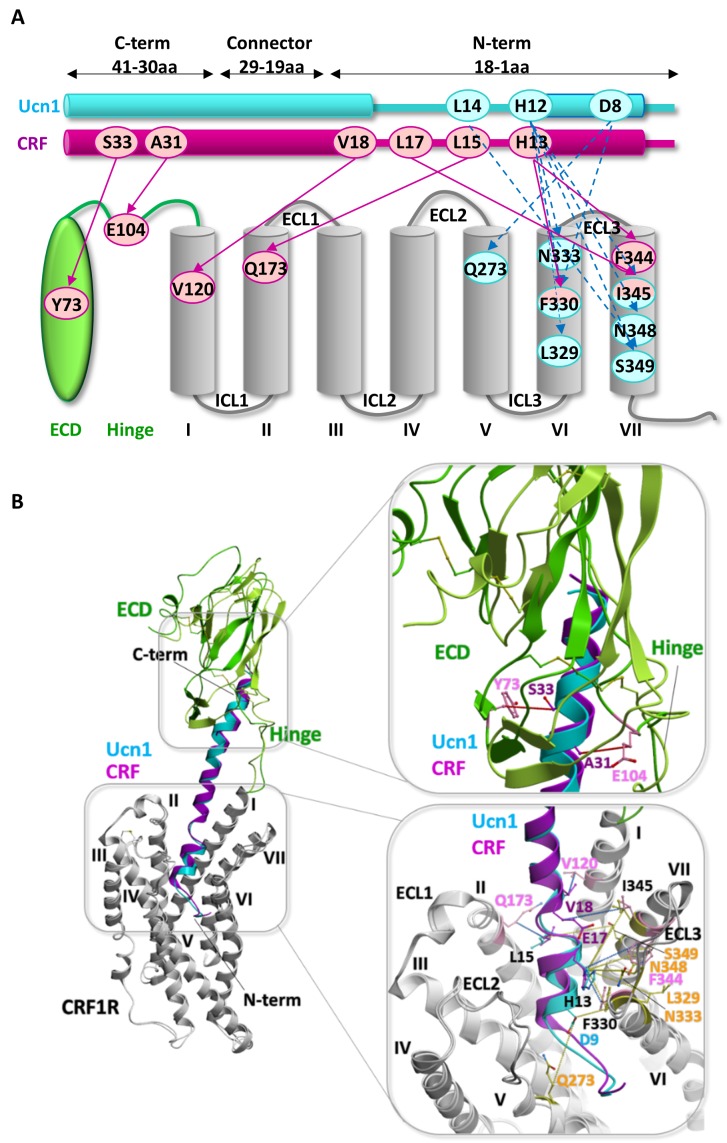 Figure 5—figure supplement 2.