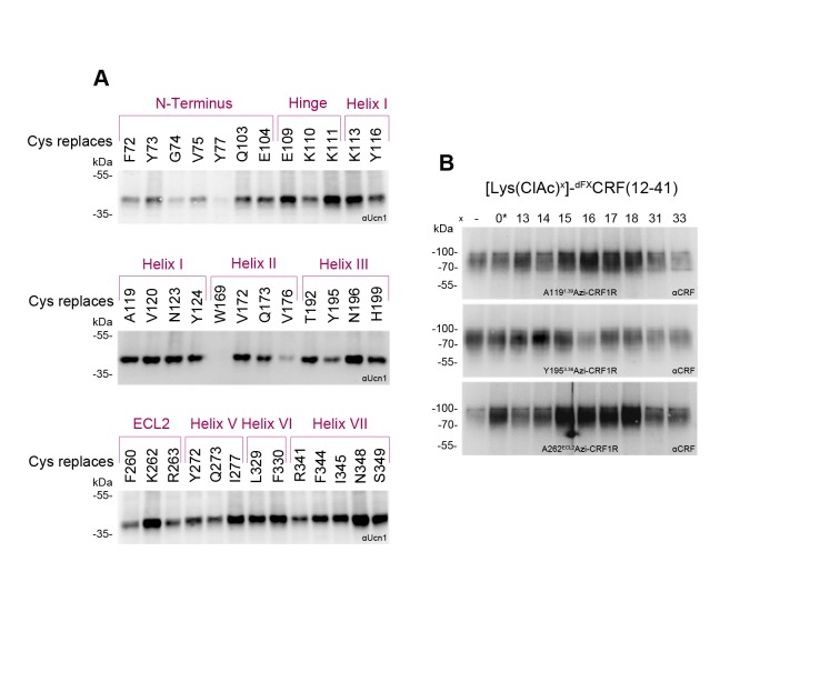 Figure 3—figure supplement 1.