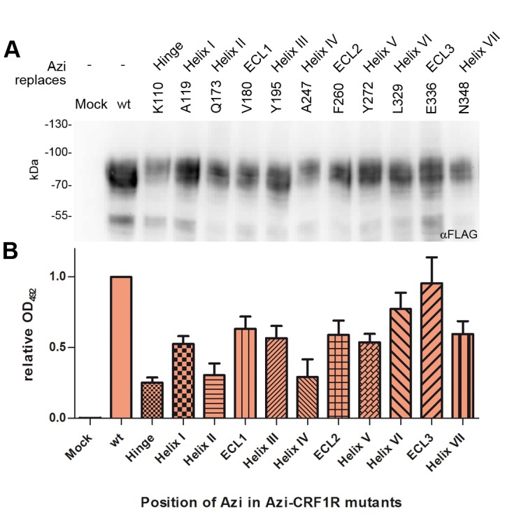 Figure 1—figure supplement 1.