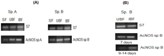 Figure 7