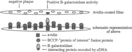 graphic file with name pnas01101-0160-a.jpg