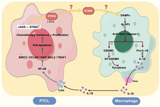 graphic file with name CAS-115-2444-g002.jpg