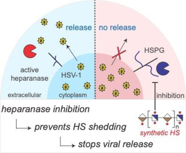 graphic file with name nihms-1925365-f0007.jpg