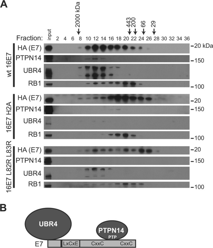 FIG 5 