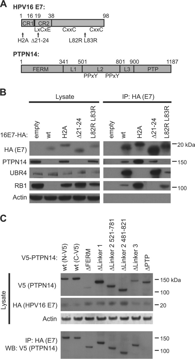 FIG 3 