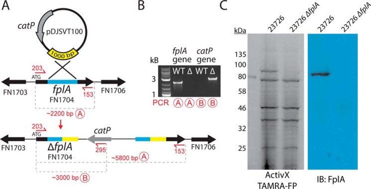 Figure 7.