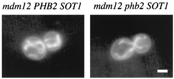 FIG. 7