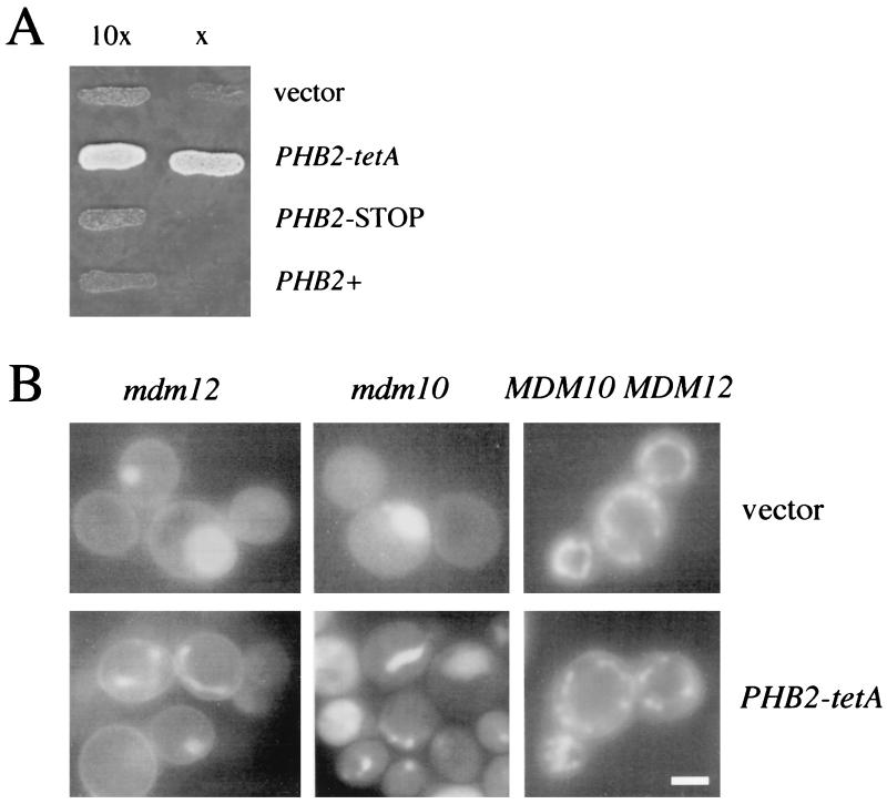 FIG. 1