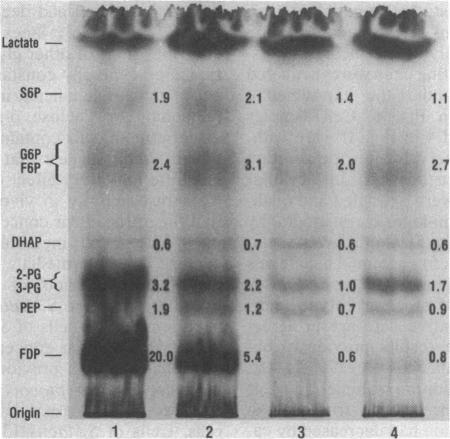 graphic file with name jbacter00256-0402-a.jpg