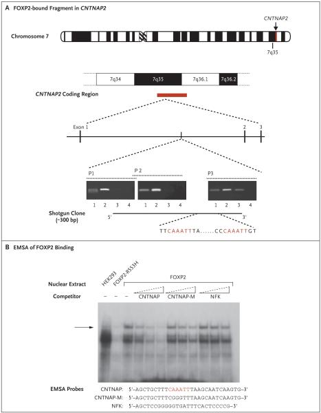 Figure 1 (facing page)