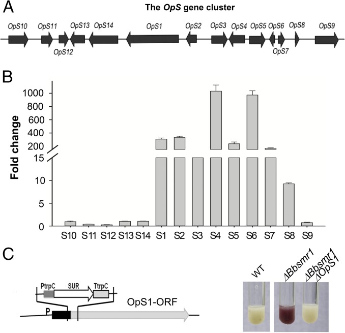 Fig. 2.