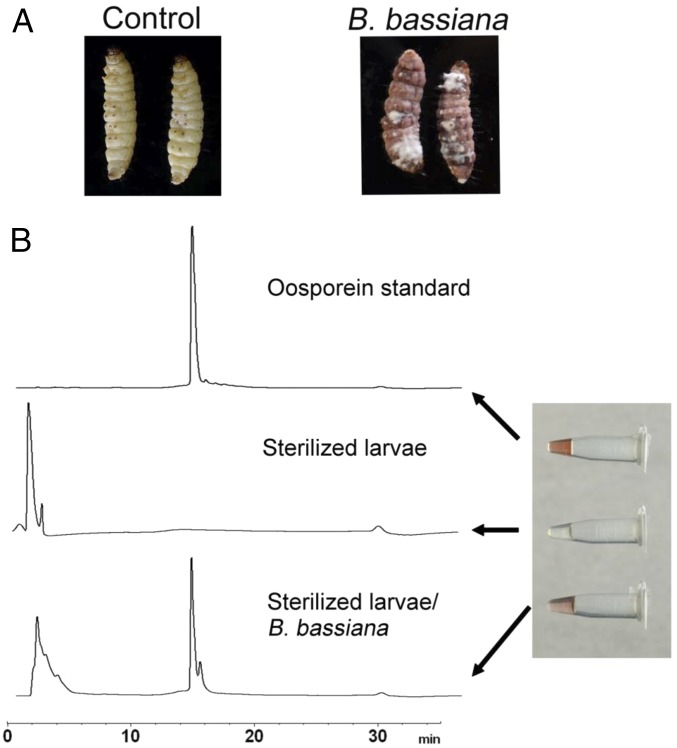 Fig. 8.