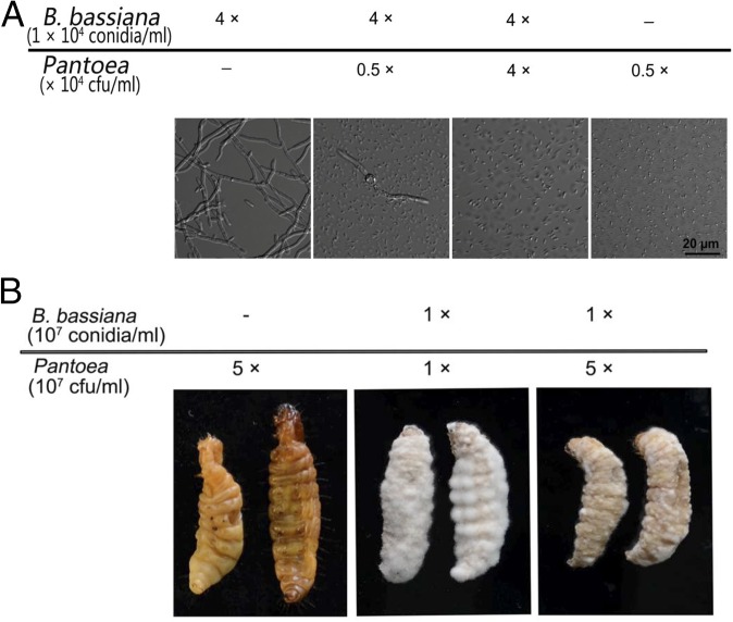 Fig. 7.