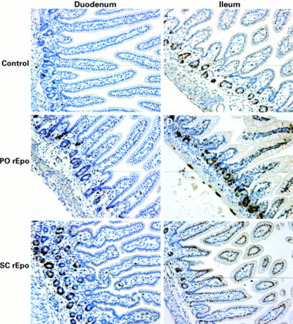 Figure 5  