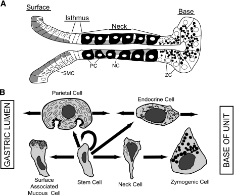 Fig. 1.