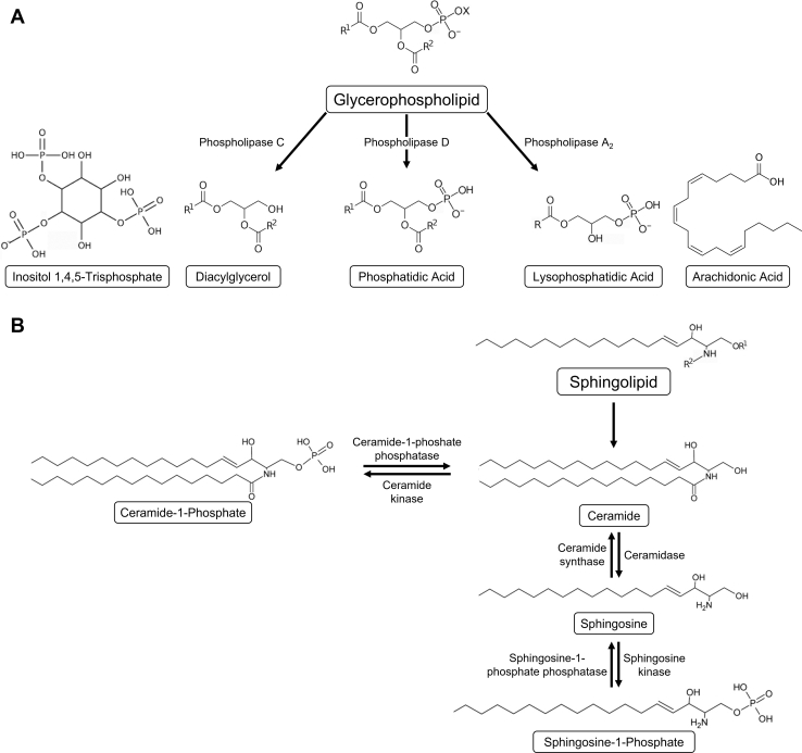 Fig. 2