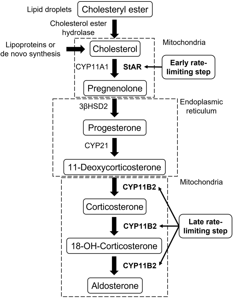 Fig. 1