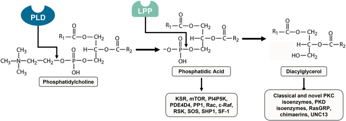 Fig. 4