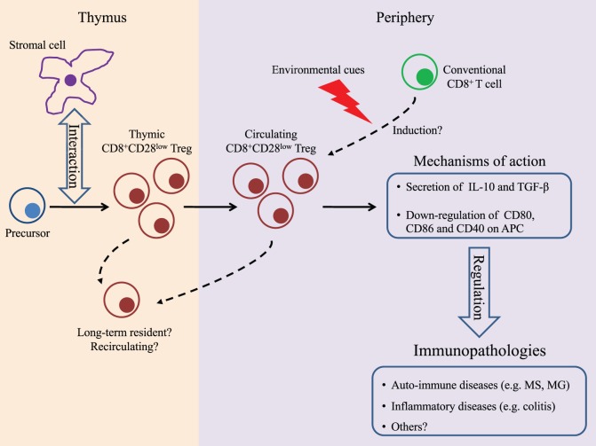 CD28− and CD28lowCD8+ Regulatory T Cells: Of Mice and Men - PMC