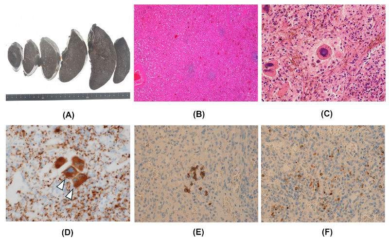 Figure 3.