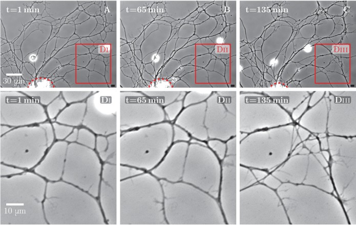 Figure 1—figure supplement 1.