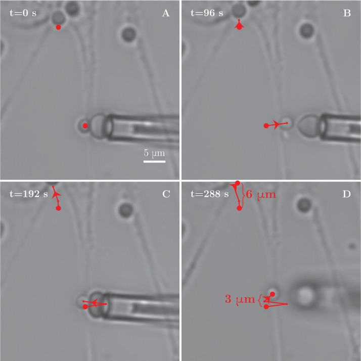 Figure 8—figure supplement 1.