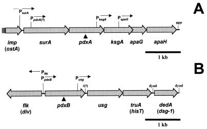 FIG. 1.