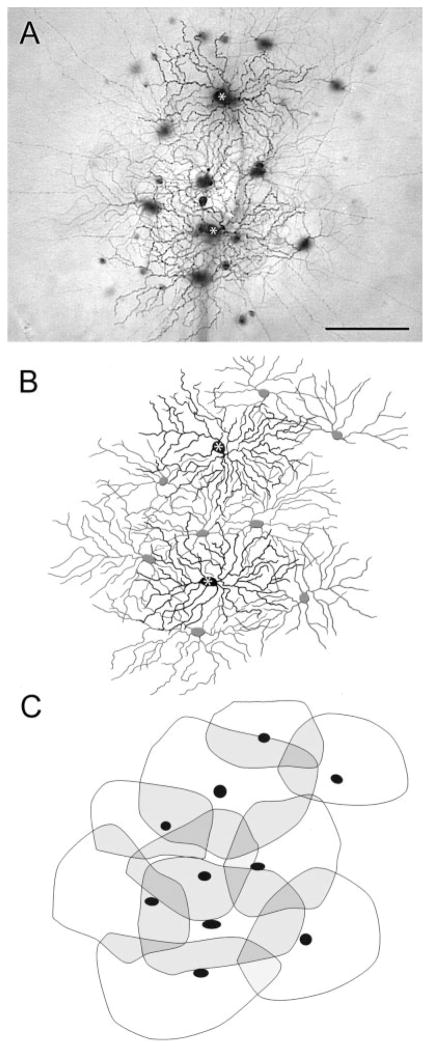 Fig. 5