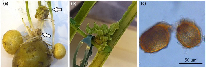 FIGURE 3