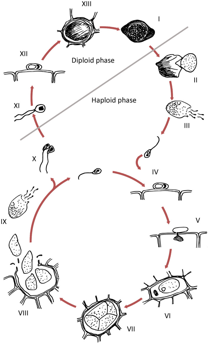 FIGURE 2