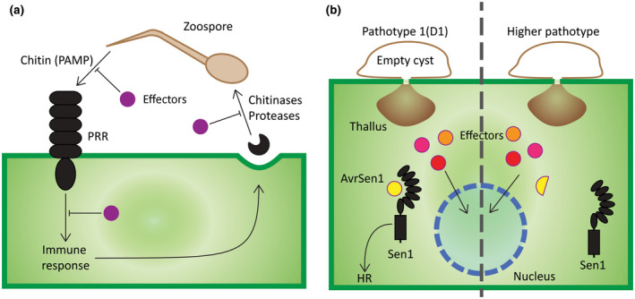 FIGURE 4