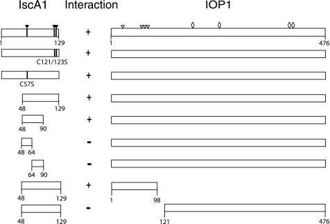 FIGURE 1.