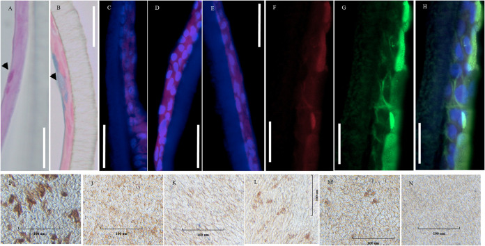 FIG 2