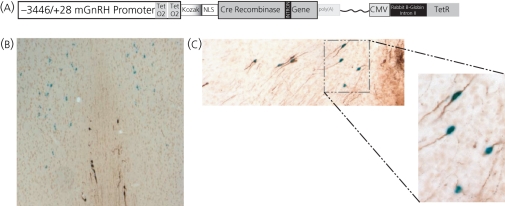 Fig.4