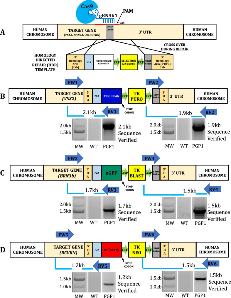 Figure 1.