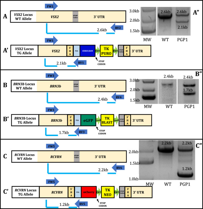 Figure 2.