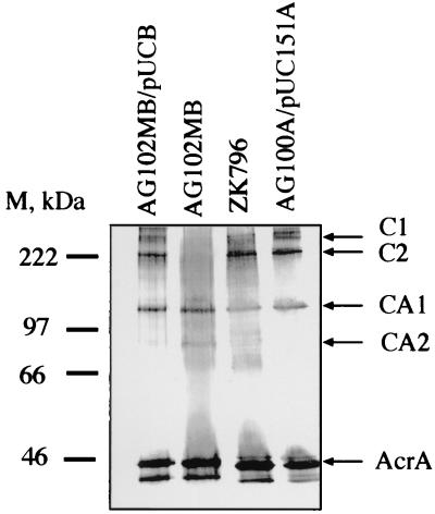 FIG. 3