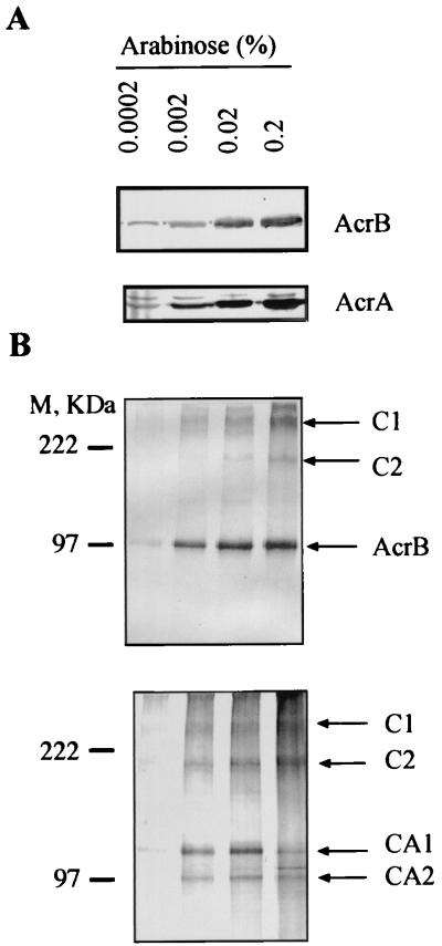 FIG. 1