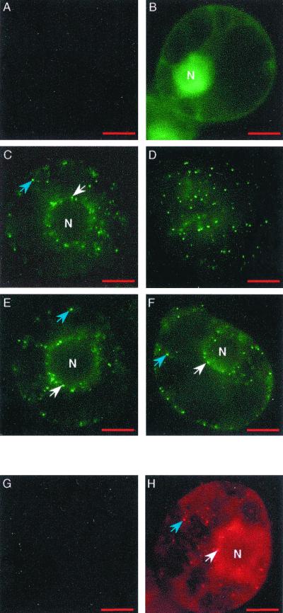 FIG. 7