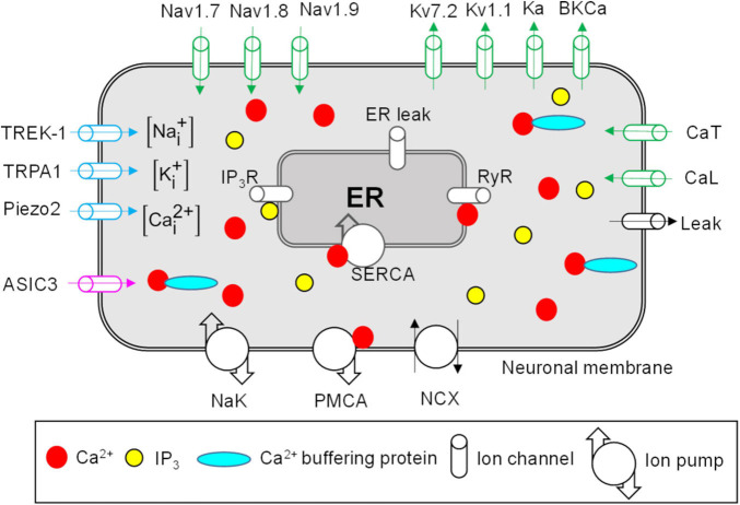 FIGURE 1