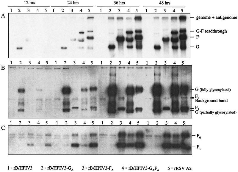 FIG. 2.