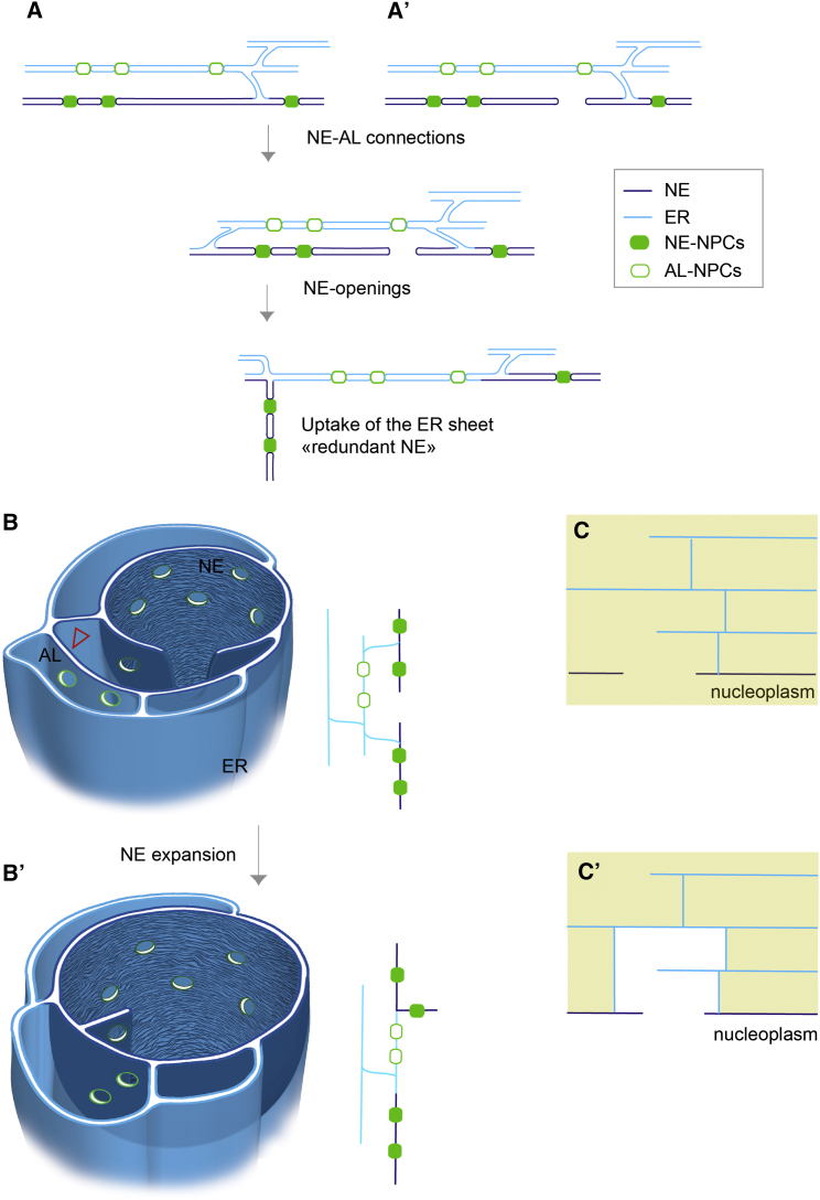 Figure 4